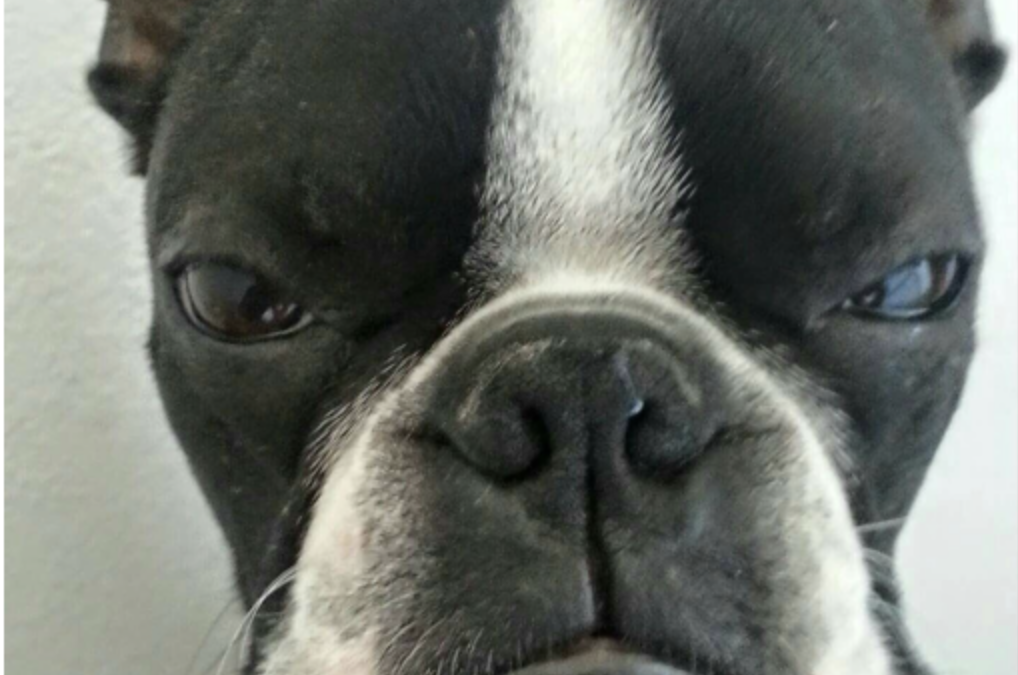 THE STINKIEST OF STINK-EYES